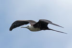 Magnificent Frigatebird