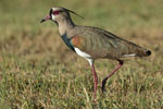 Southern Lapwing 