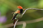 Tufted Coquette 