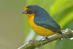 Violaceous Euphonia
