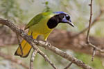 Green Jay