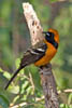 Hooded Oriole