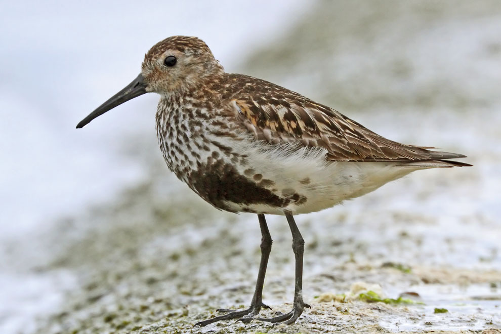 Dunlin