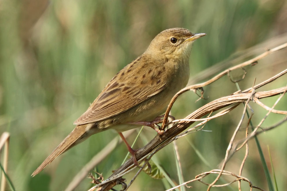 Grasshopper Warbler