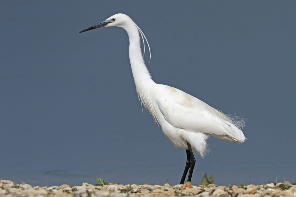 Little Egret
