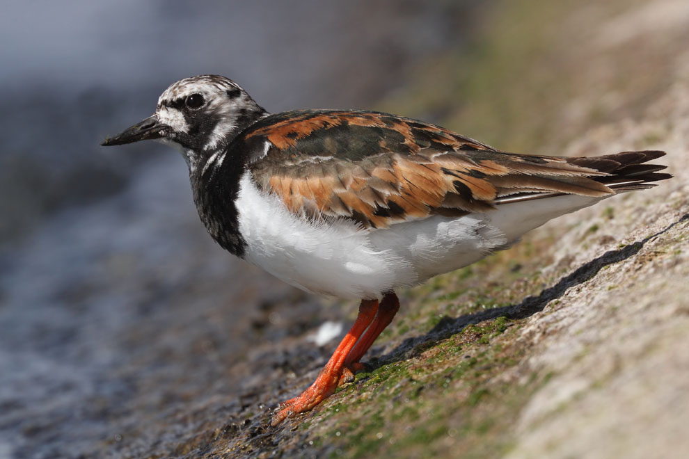 Turnstone