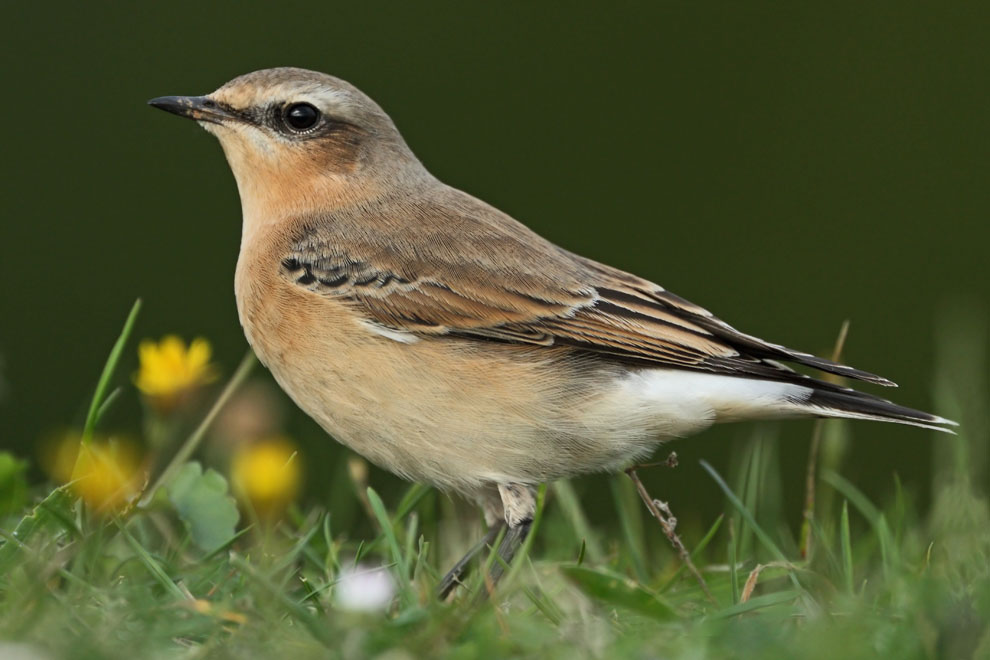 Wheatear