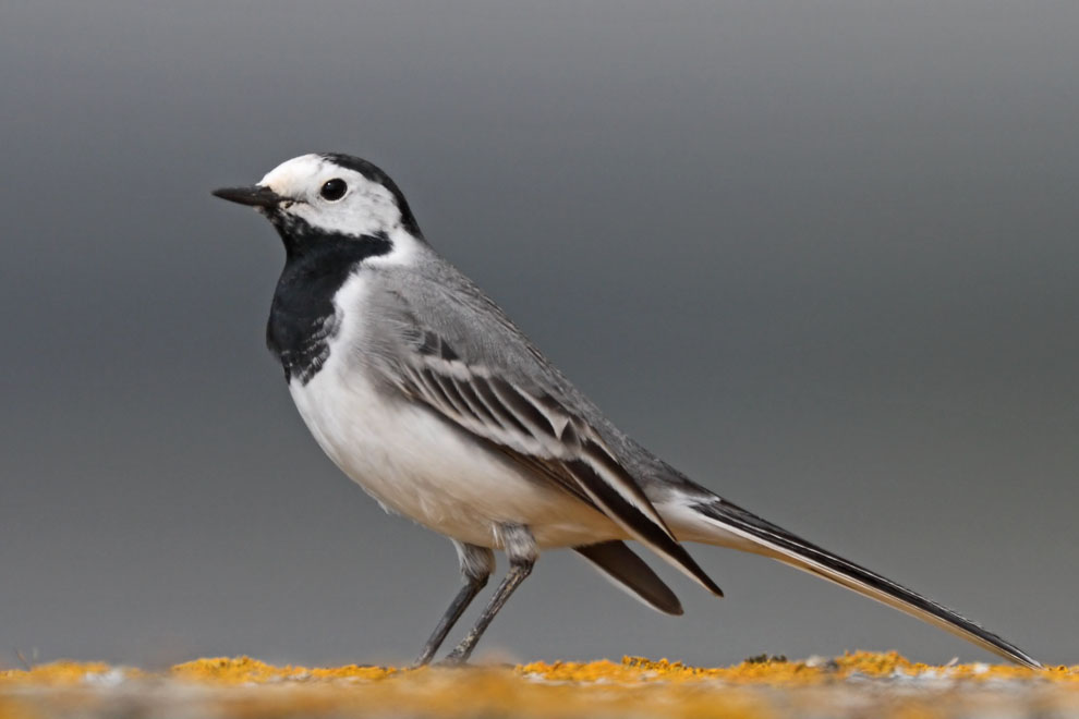 White Wagtail