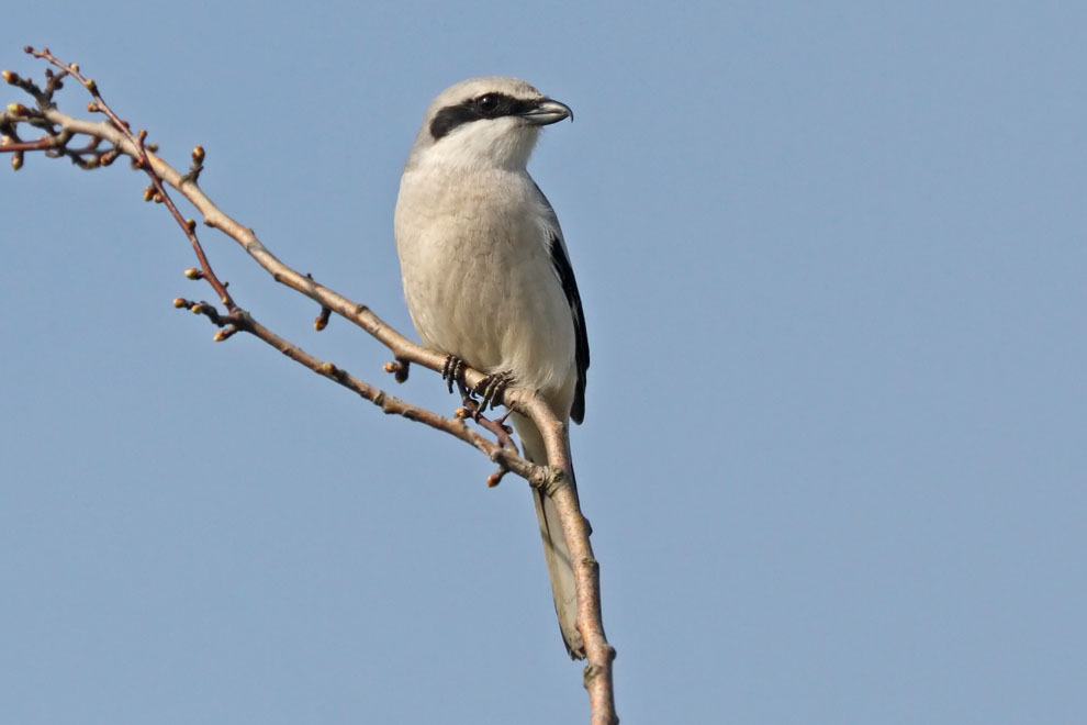 Great Grey Shrike