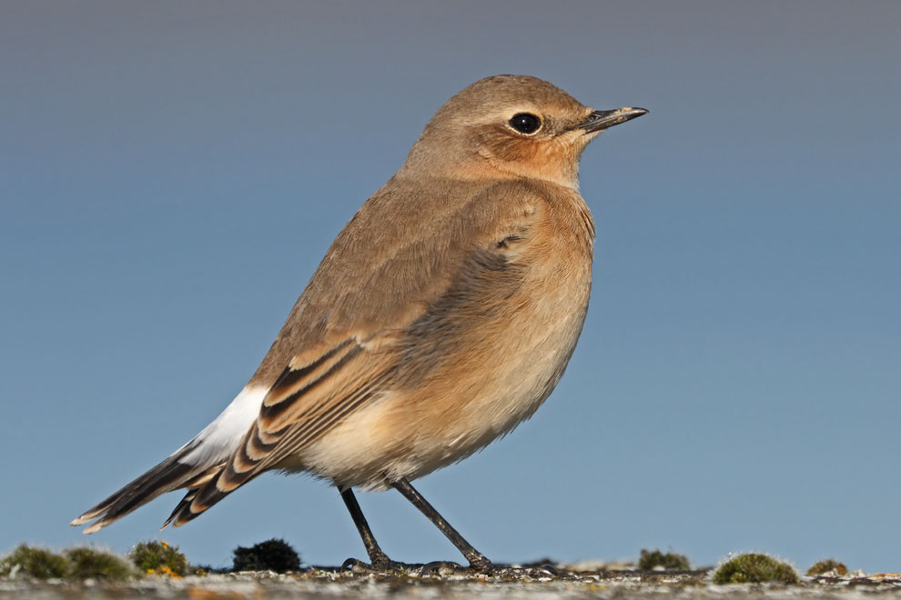 Wheatear