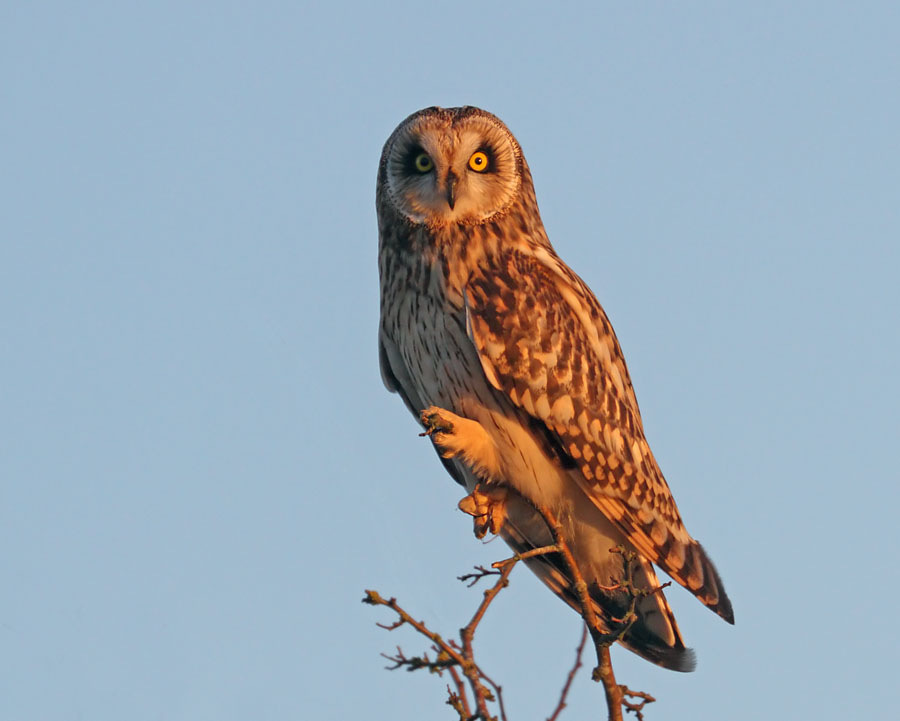 Short eared Owl