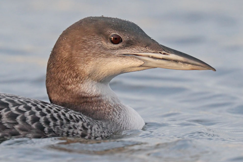 Great Northern Diver