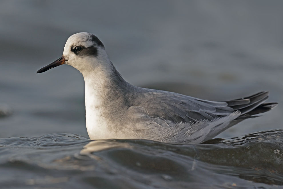 Grey Phalarope