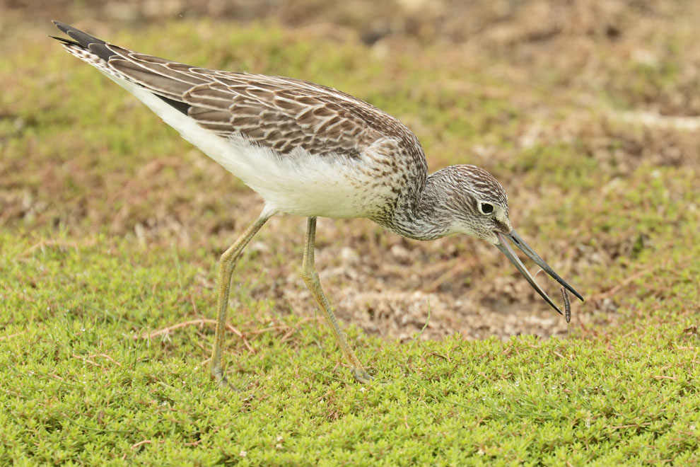 Greenshank 