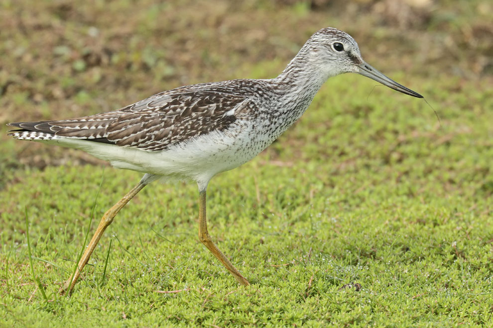 Greenshank 