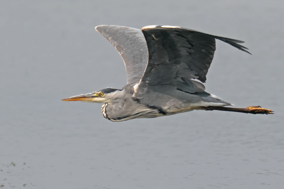 Grey Heron