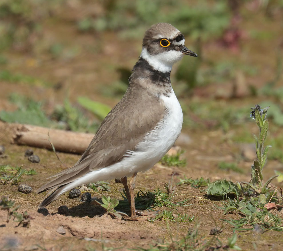 Little Ringed Plover
