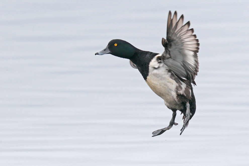 Tufted Duck 