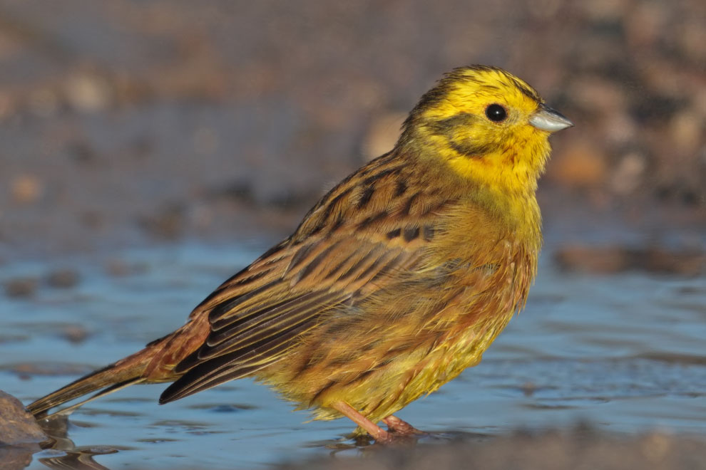 Yellowhammer 