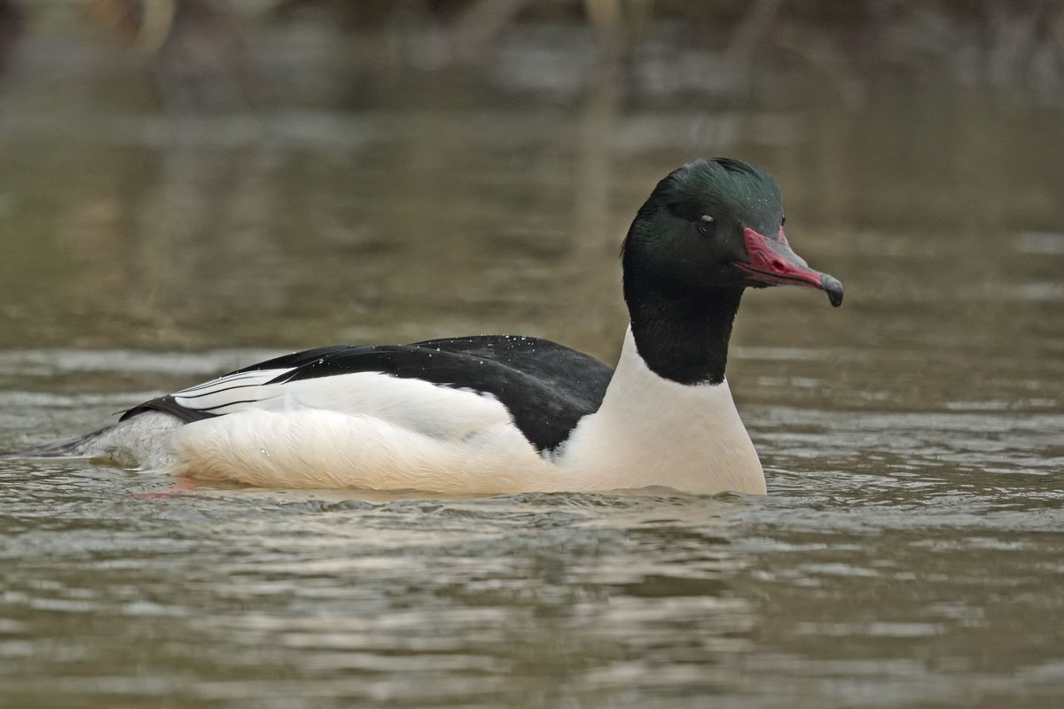 Goosander 