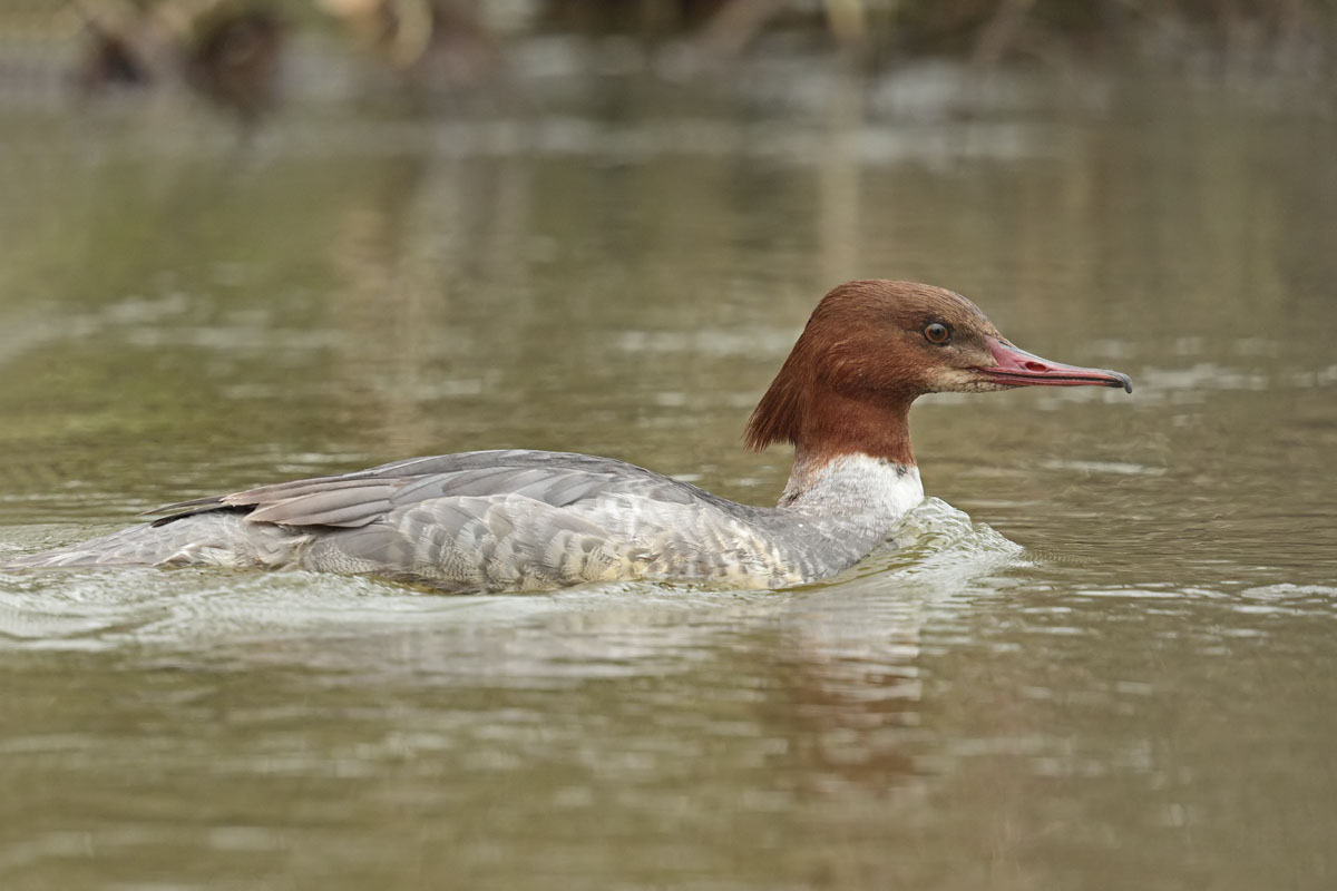 Goosander 