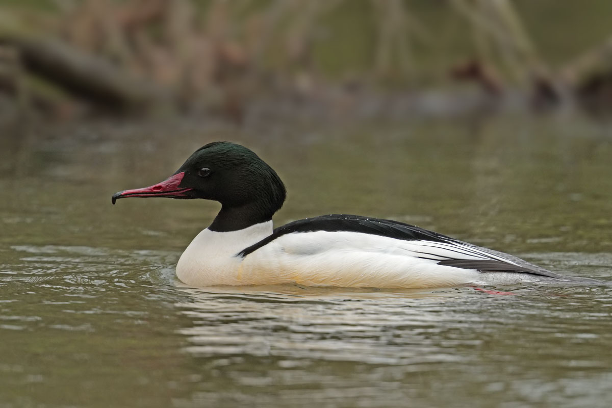 Goosander