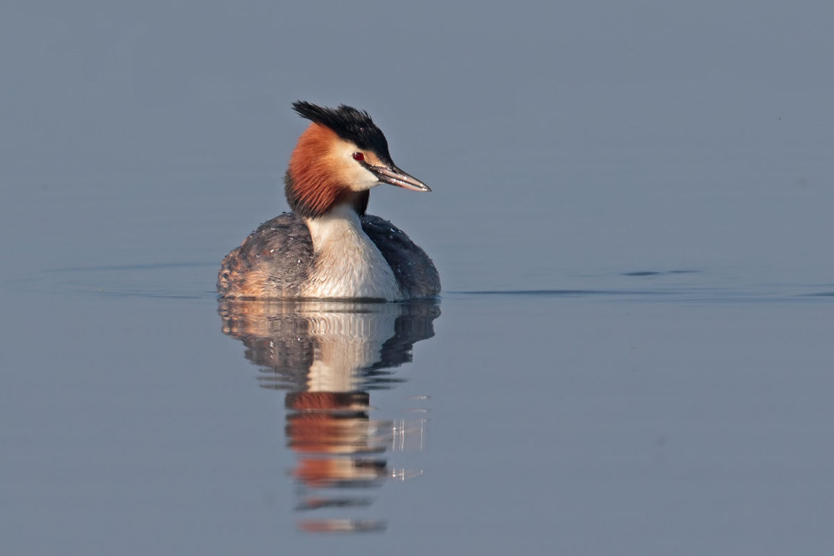 Great crested Grebe