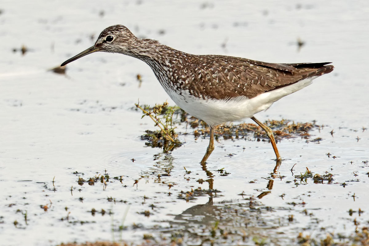 Green Sandpiper