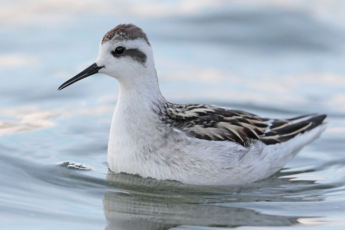 Red necked Phalarope 