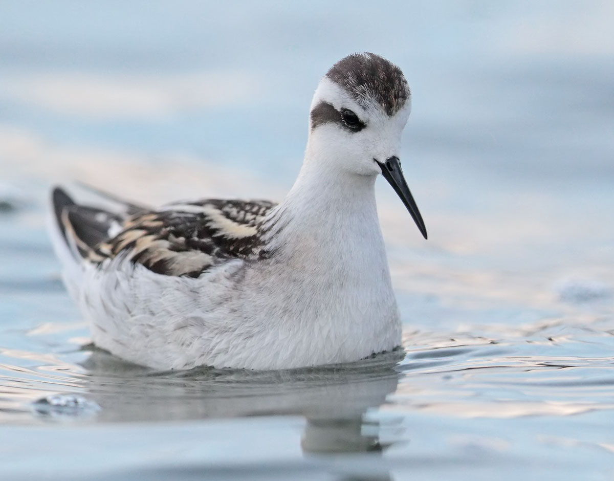 Red necked Phalarope 