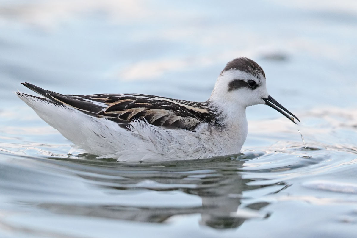 Red necked Phalarope 