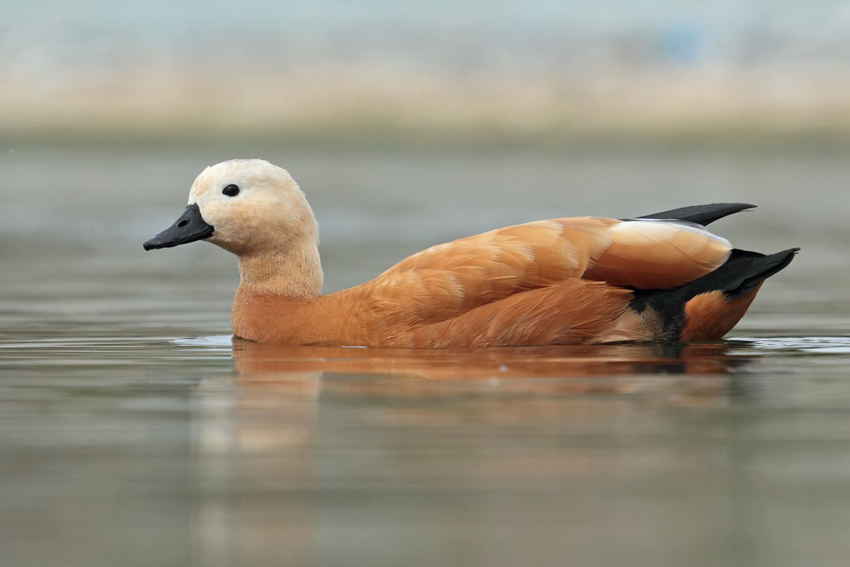 Ruddy Shelduck