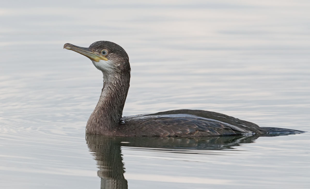 Shag 