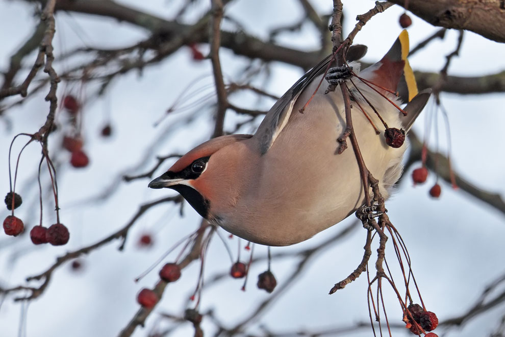 Waxwing 