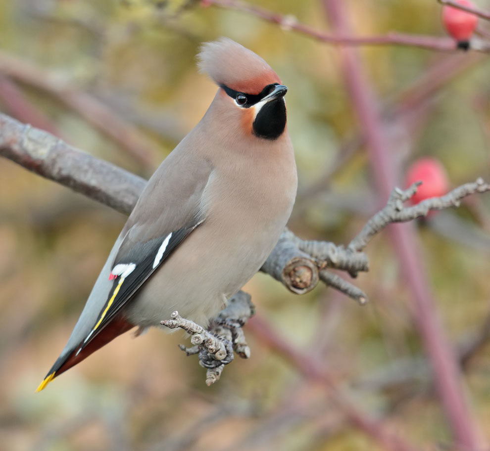 Waxwing 