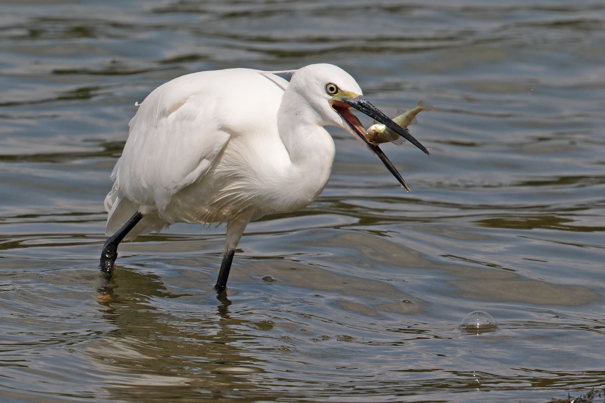Little Egret