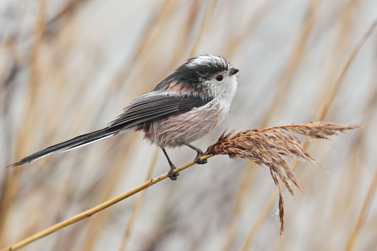 Long tailed Tit