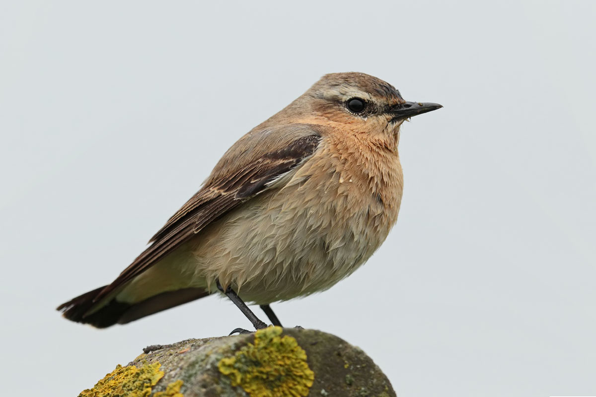 Wheatear