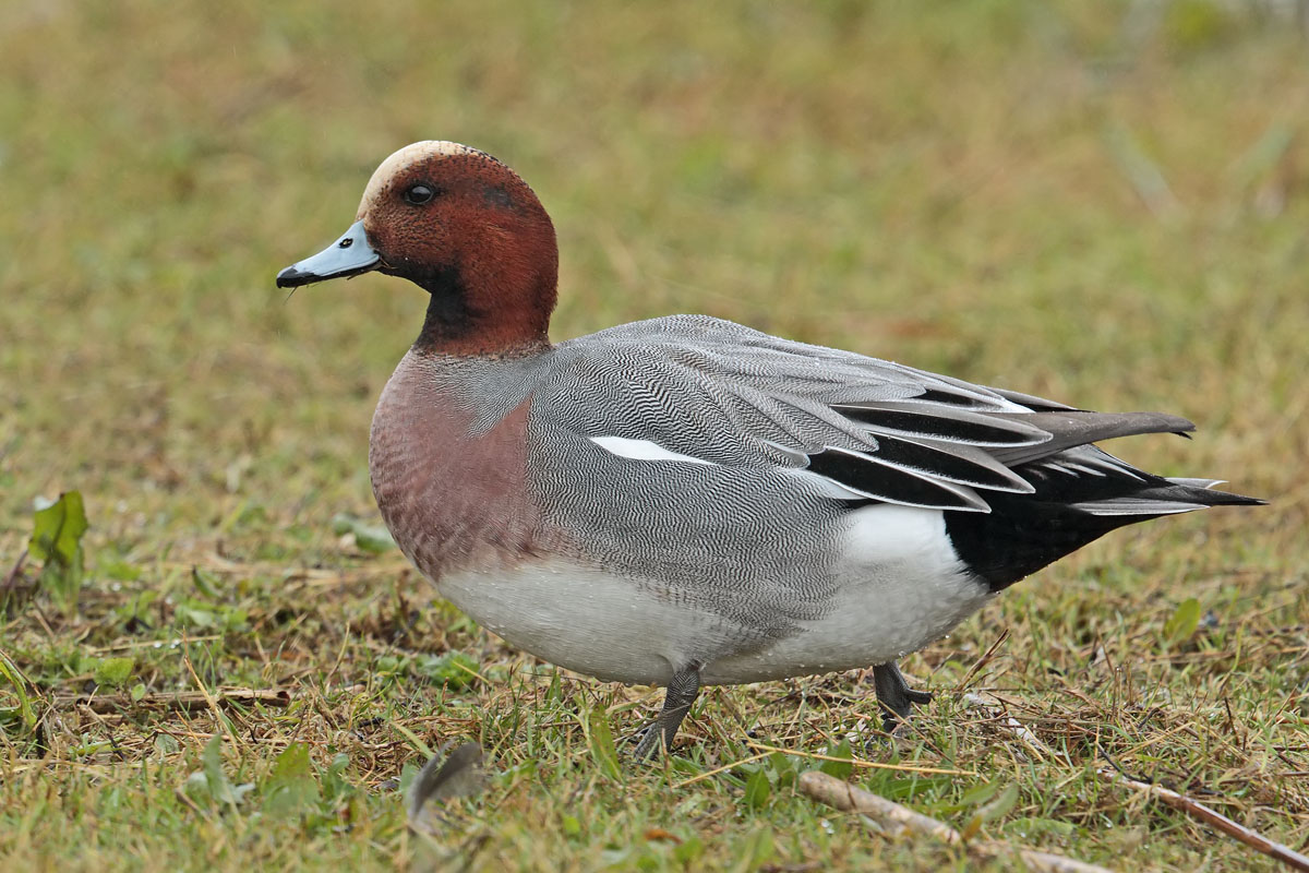 Wigeon