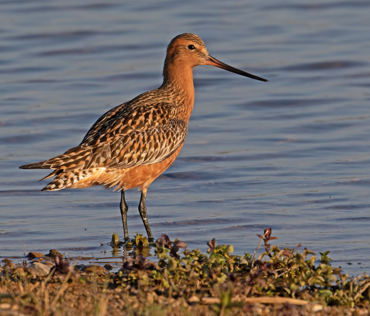 Bar-tailed Godwit
