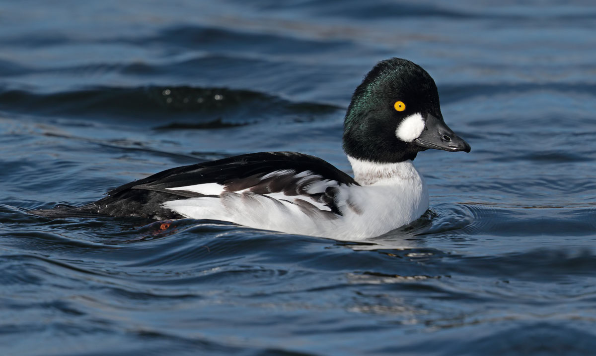 Goldeneye