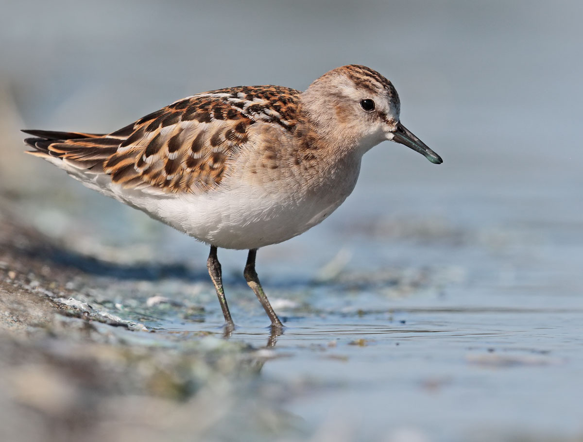 Little Stint 