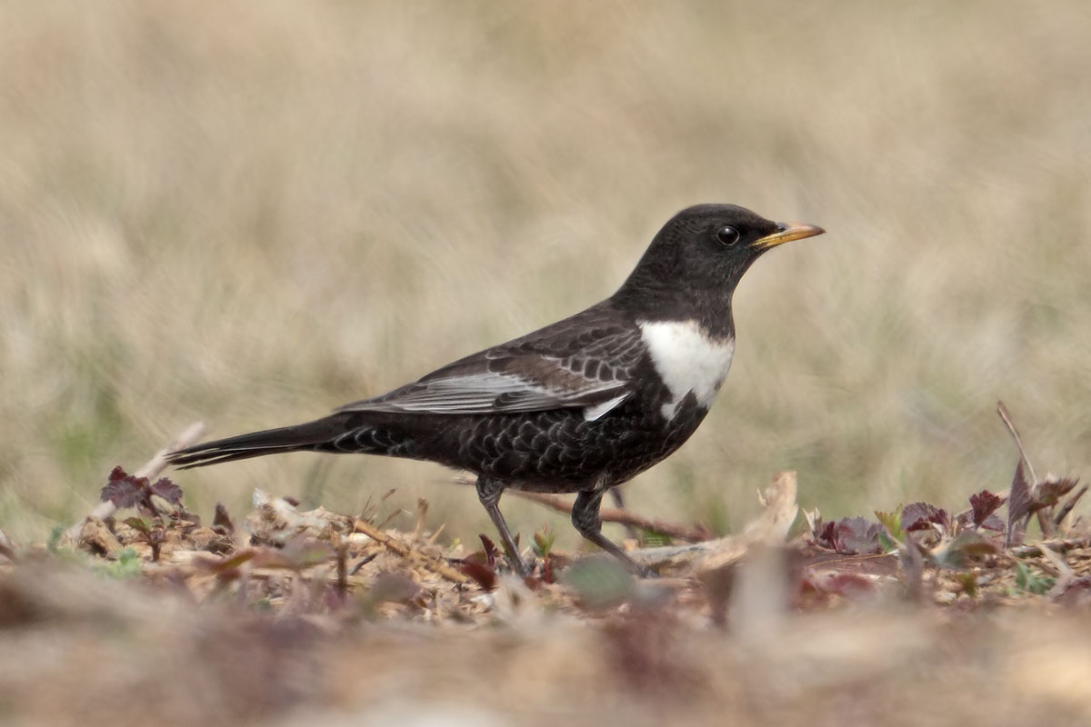 Ring Ouzel 
