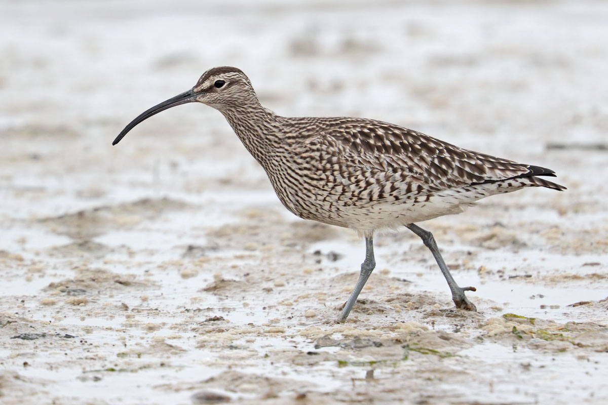 Whimbrel 