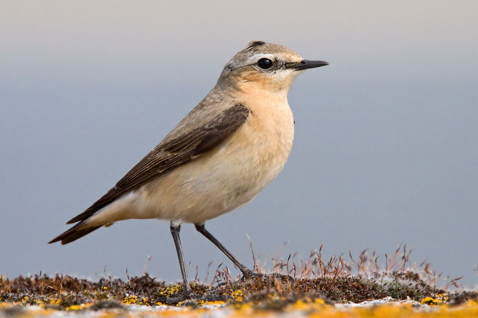 Wheatear
