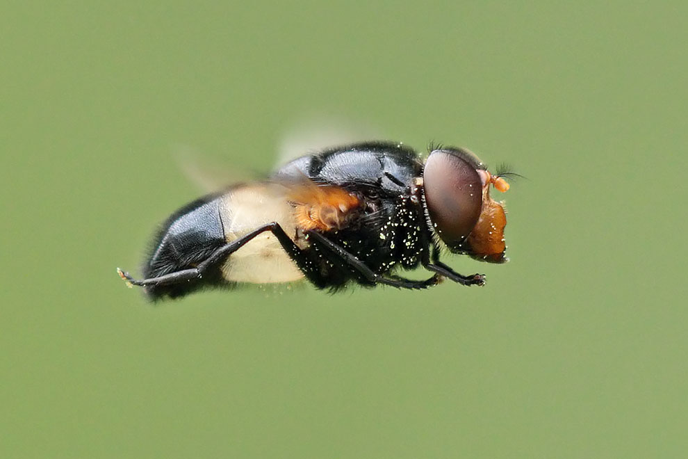 Pellucid Hoverfly