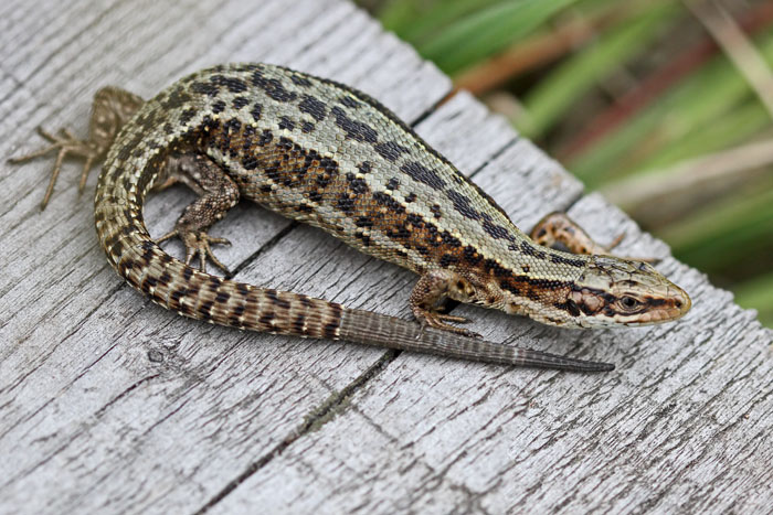 Common Lizard