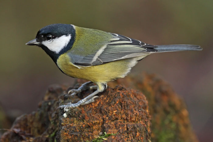 Great Tit