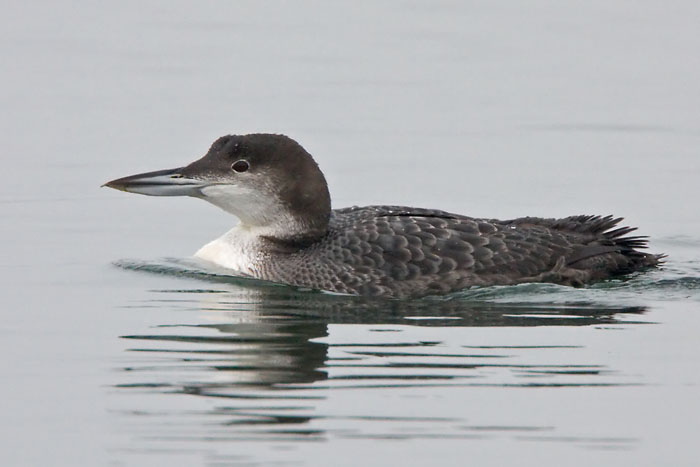 Great Northern Diver (Click to enlarge)