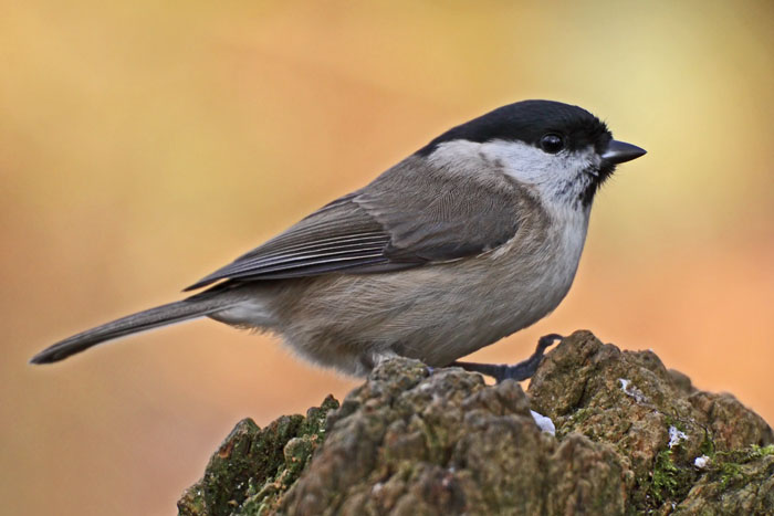 Marsh Tit